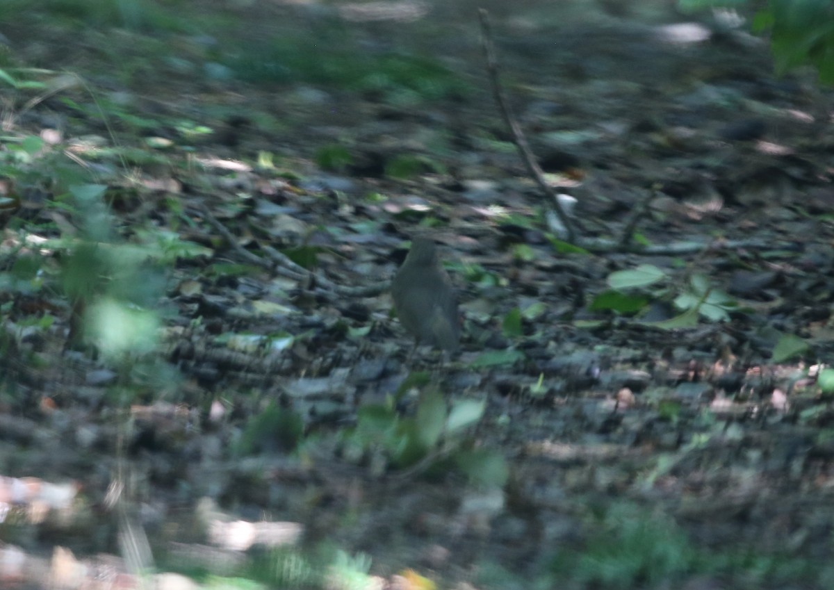 Swainson's Thrush - Bert Harris