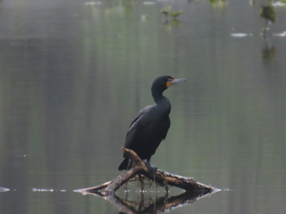 Double-crested Cormorant - ML229265081