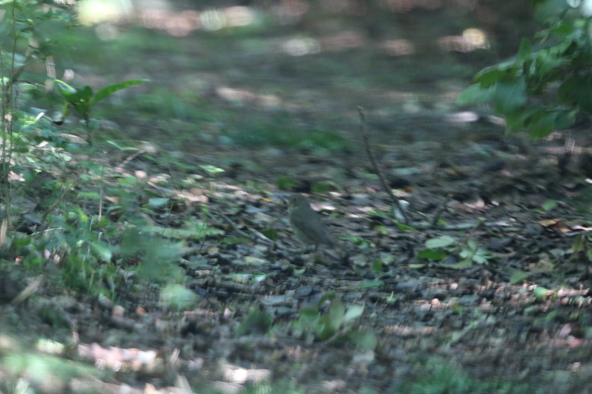 Swainson's Thrush - Bert Harris