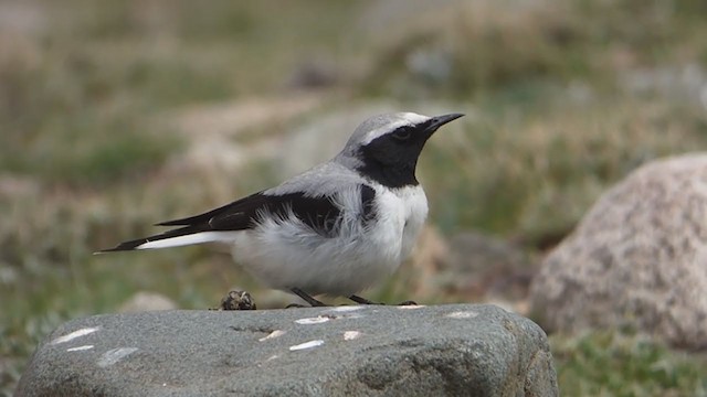 Atlas Wheatear - ML229265541