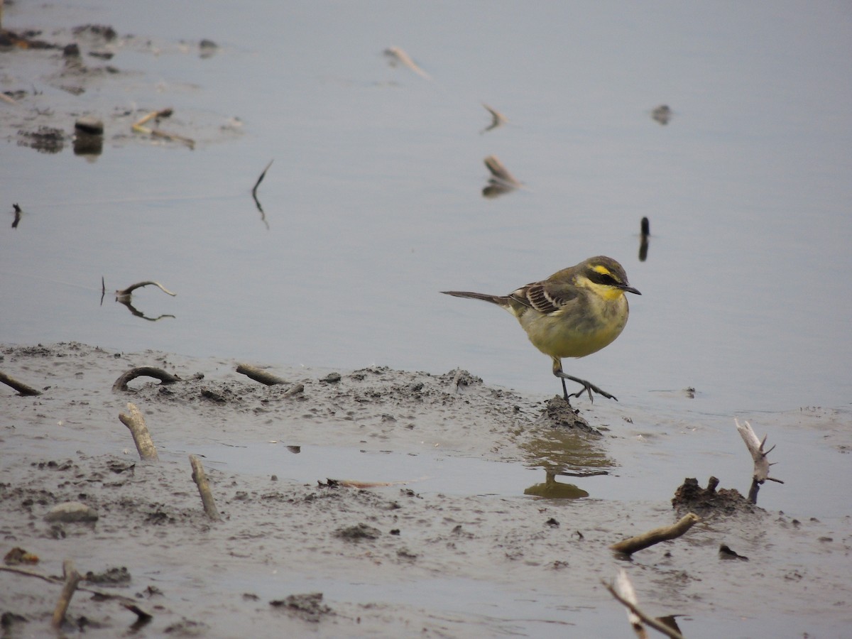 Eastern Yellow Wagtail - ML229268531