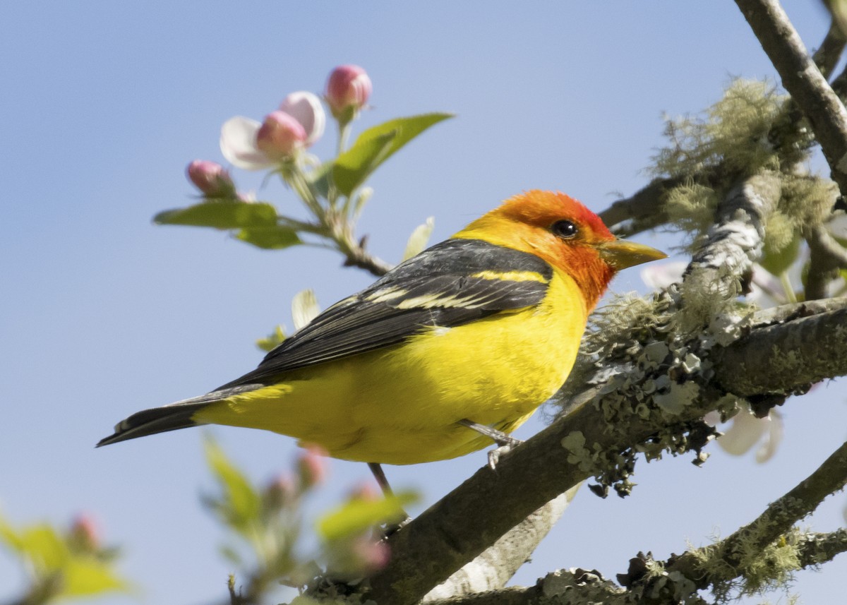 Western Tanager - ML229270711
