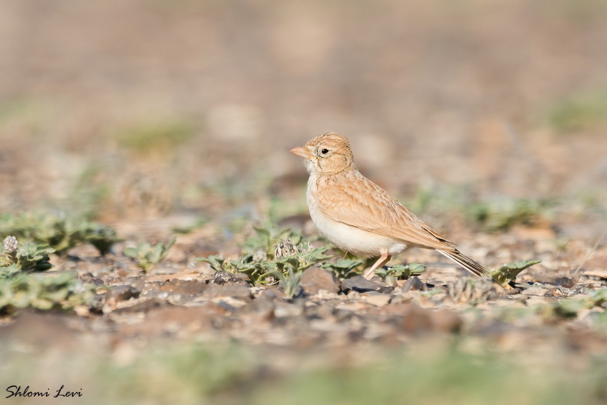 Arabian Lark - Shlomi Levi