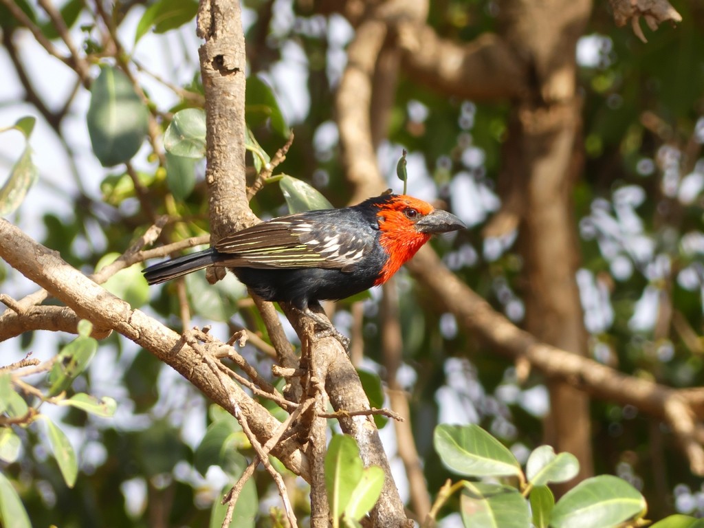 Black-billed Barbet - ML229271921