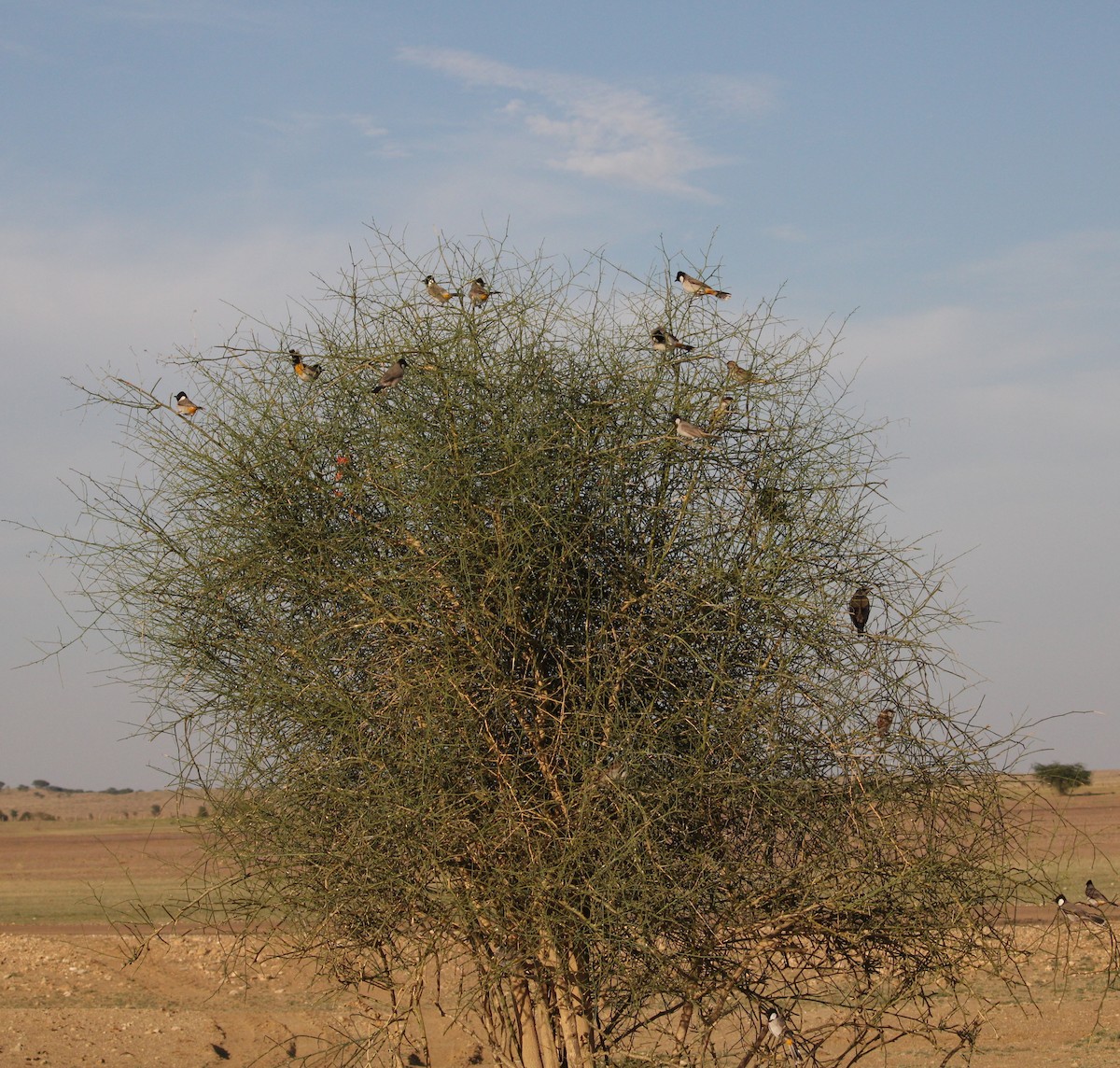 בולבול לבן-לחיים - ML229272921