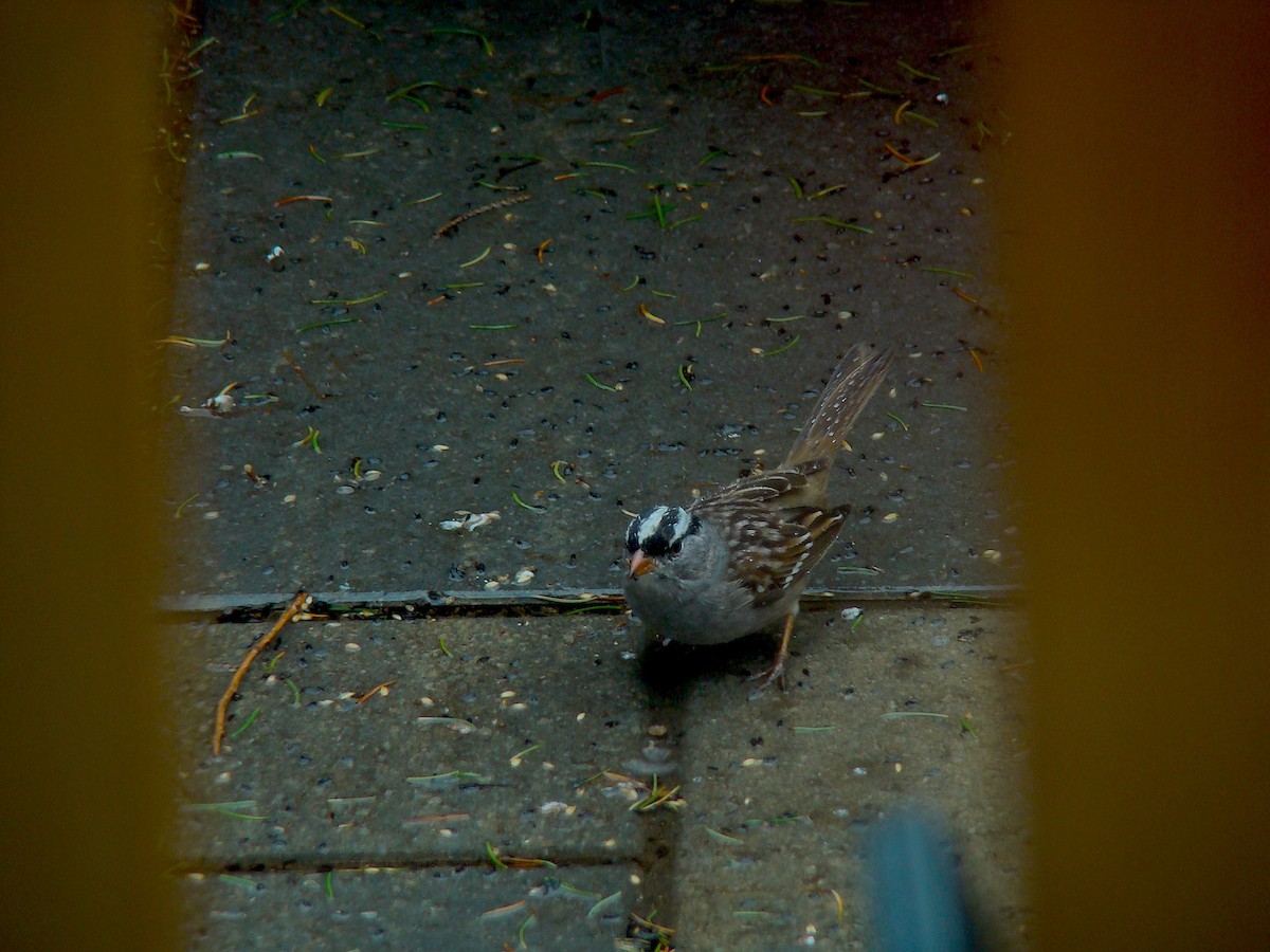 White-crowned Sparrow - ML229274111