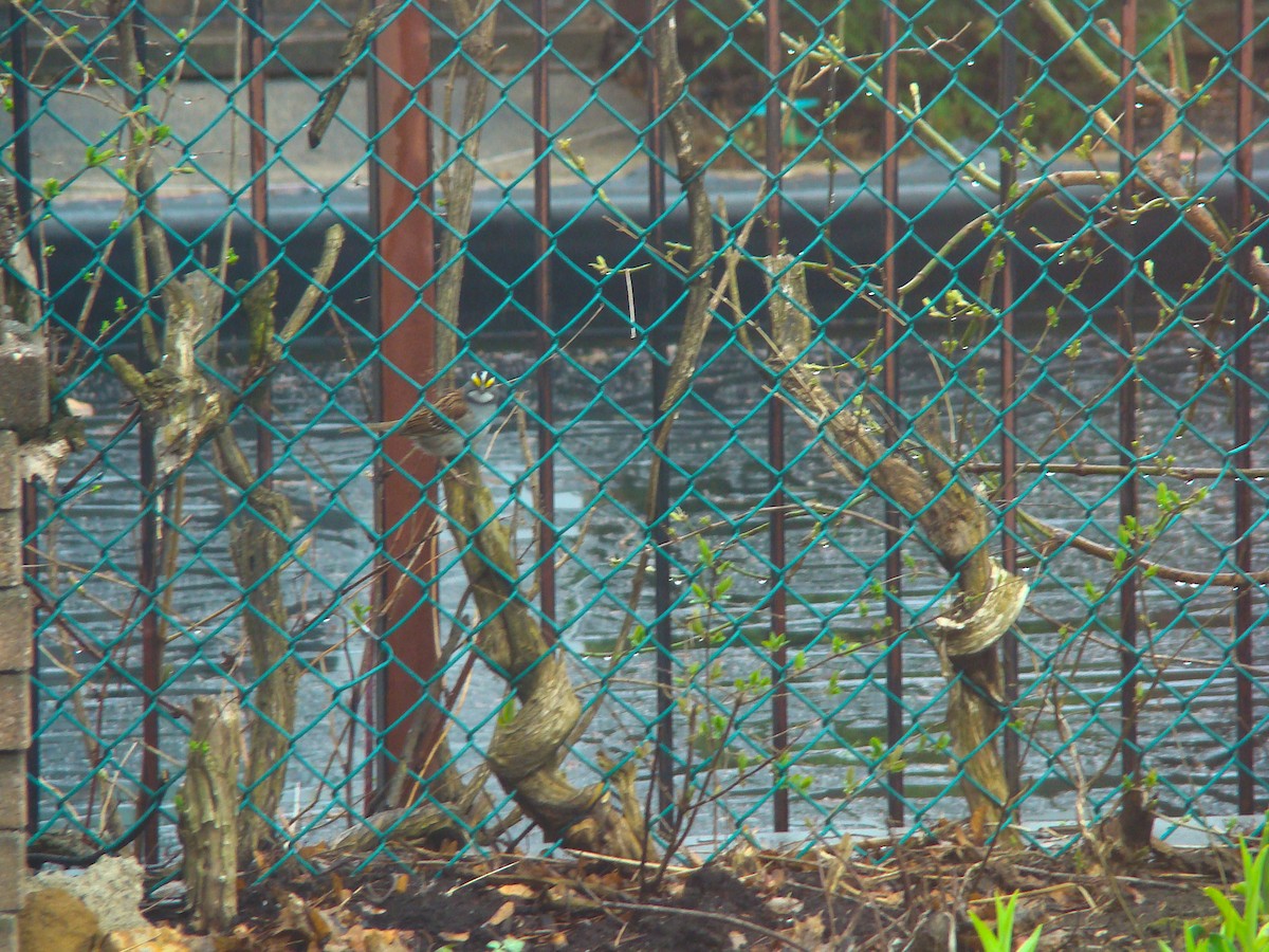 White-throated Sparrow - ML229274171