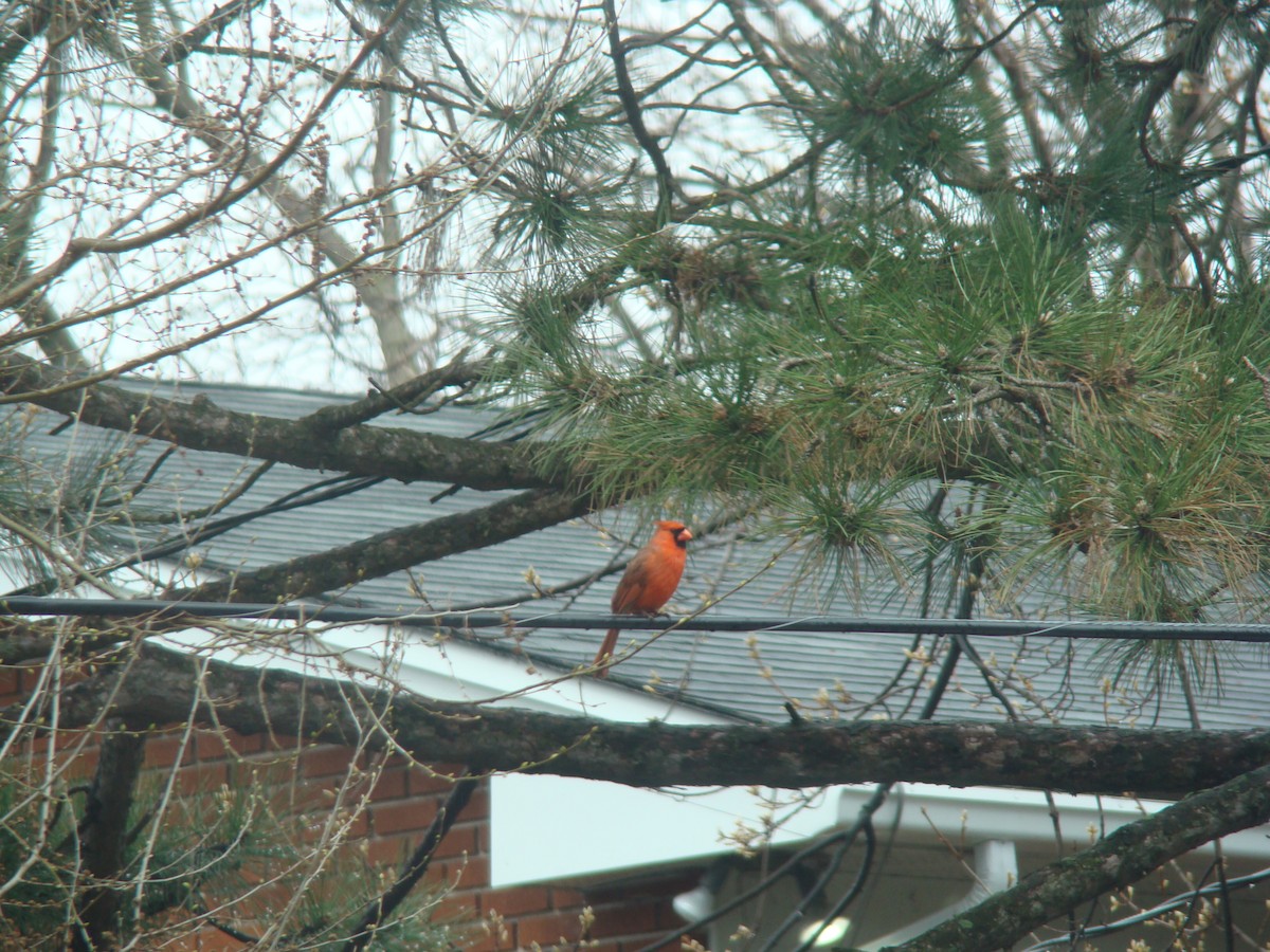 Northern Cardinal - ML229274181
