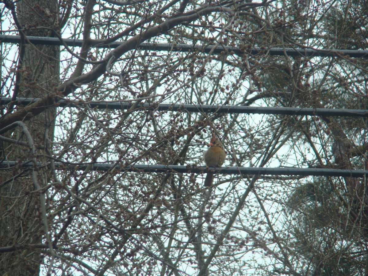 Northern Cardinal - ML229274241