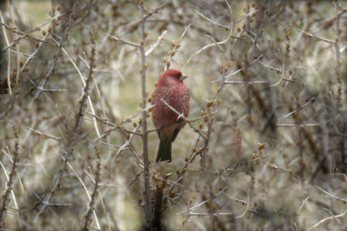 Great Rosefinch - Ray Scally