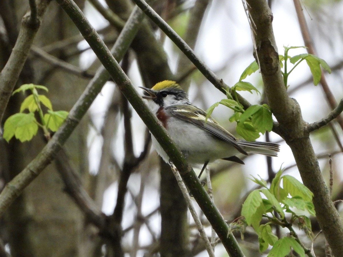 Chestnut-sided Warbler - ML229276421