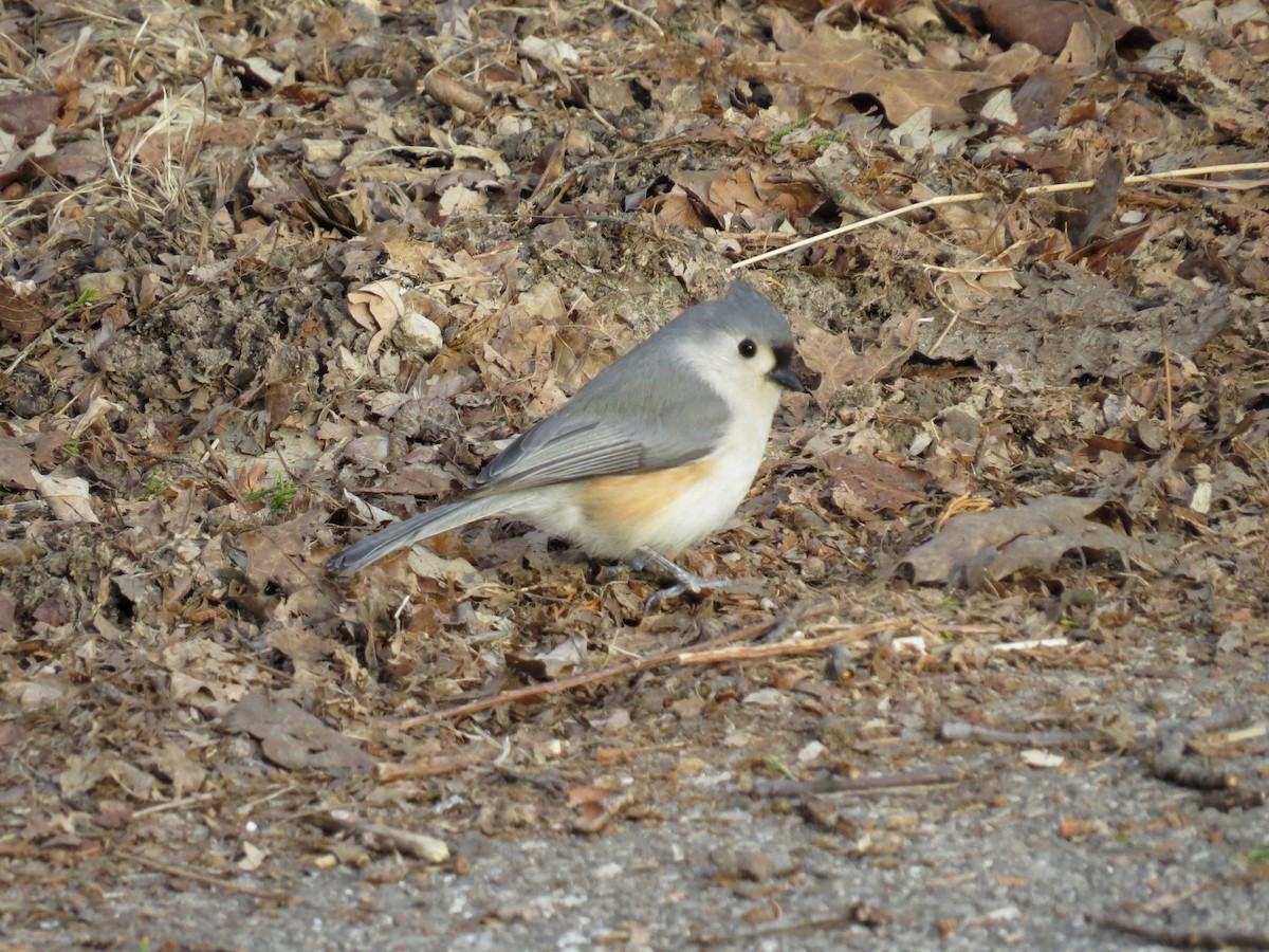 Tufted Titmouse - ML22927681