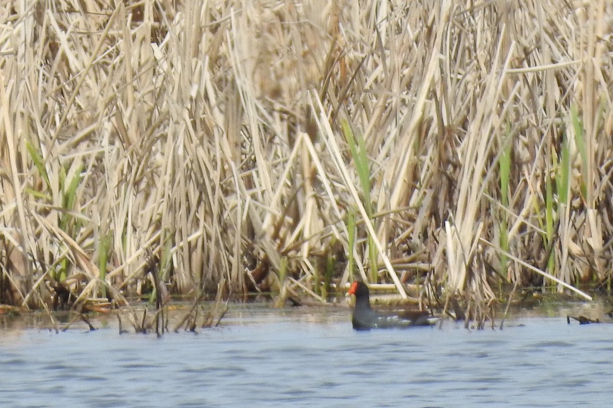 Gallinule d'Amérique - ML229276831