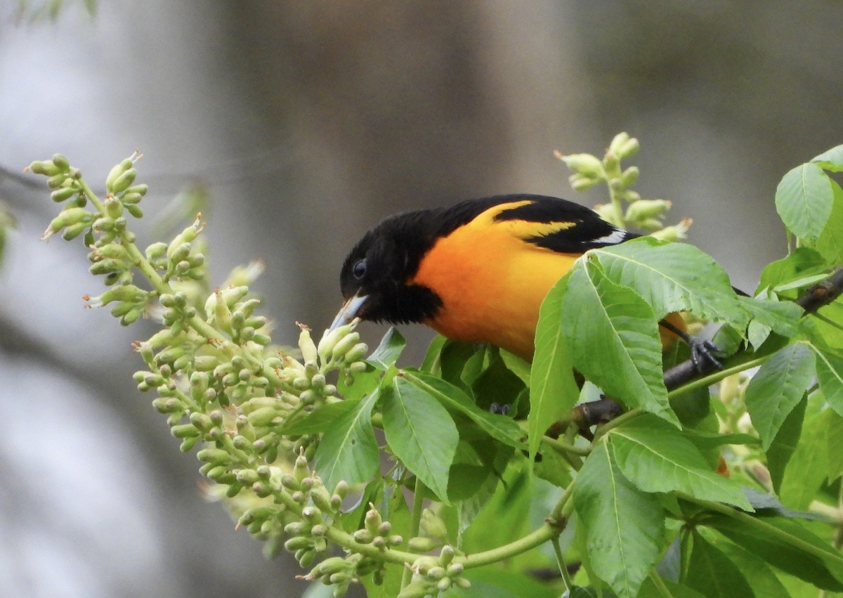 Baltimore Oriole - ML229277521