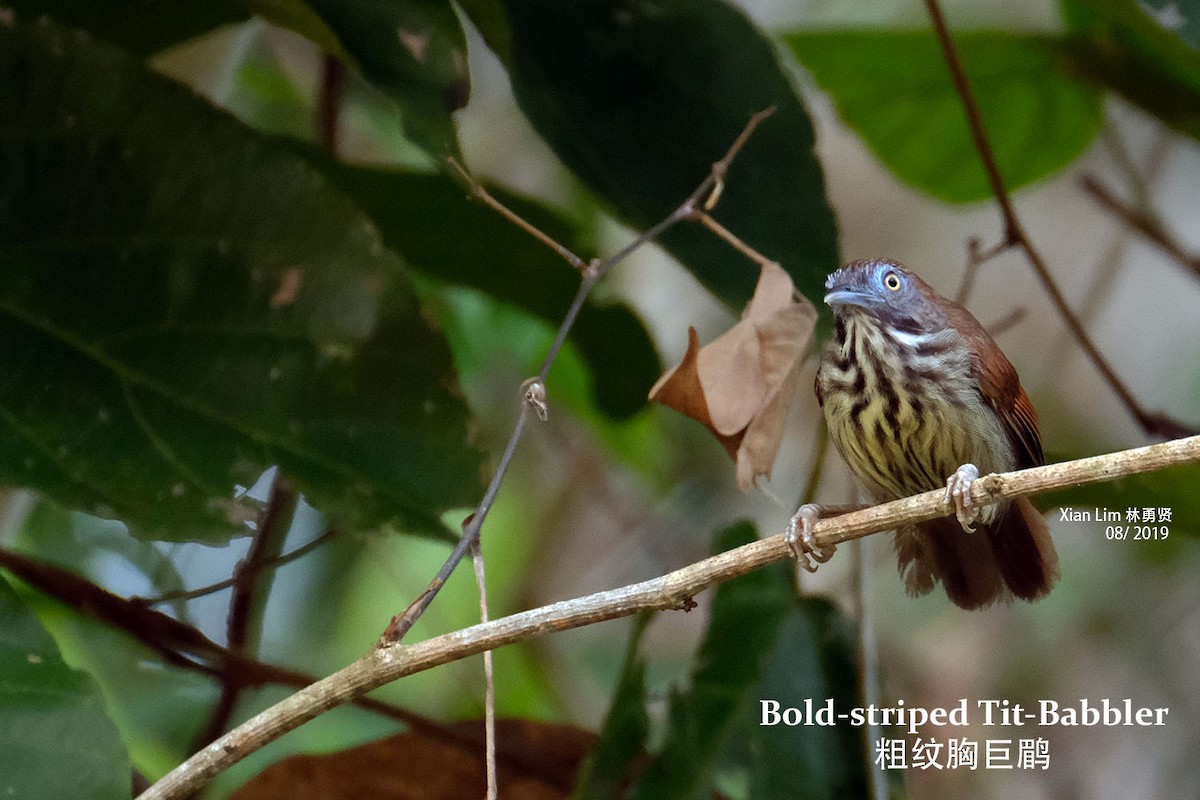 Bold-striped Tit-Babbler - Lim Ying Hien