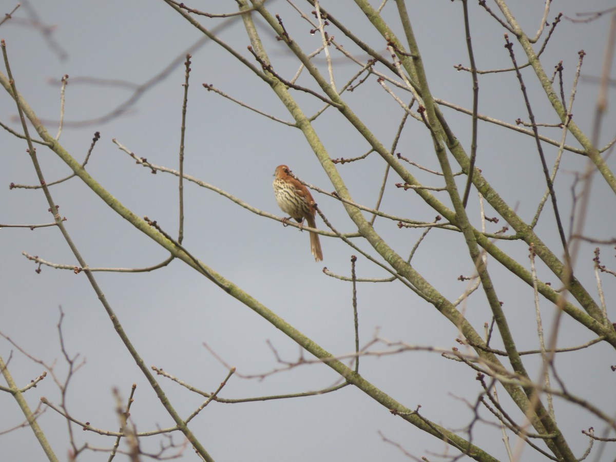 Brown Thrasher - ML229280301