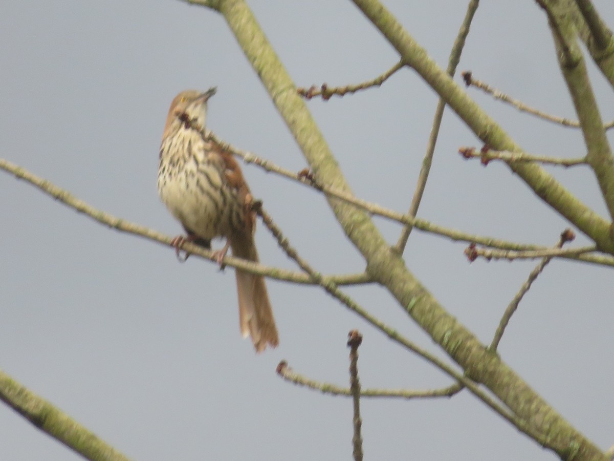 Brown Thrasher - ML229280311