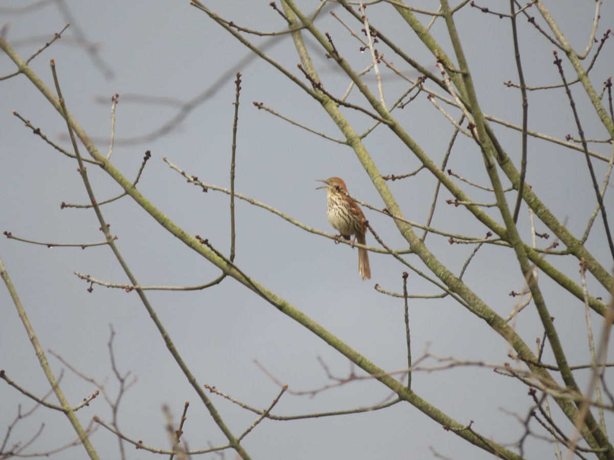 Brown Thrasher - ML229280321