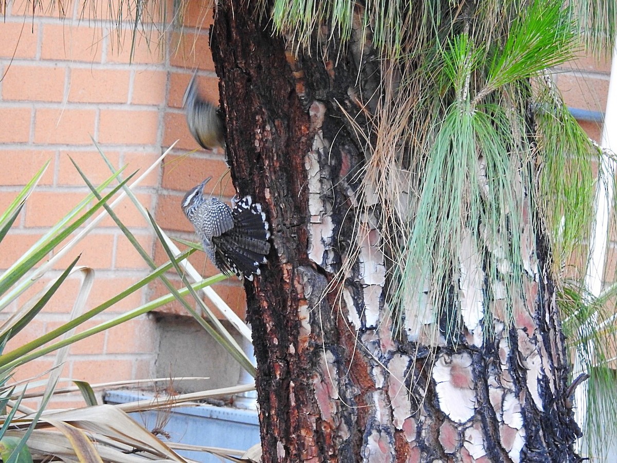 Cactus Wren - ML229280371