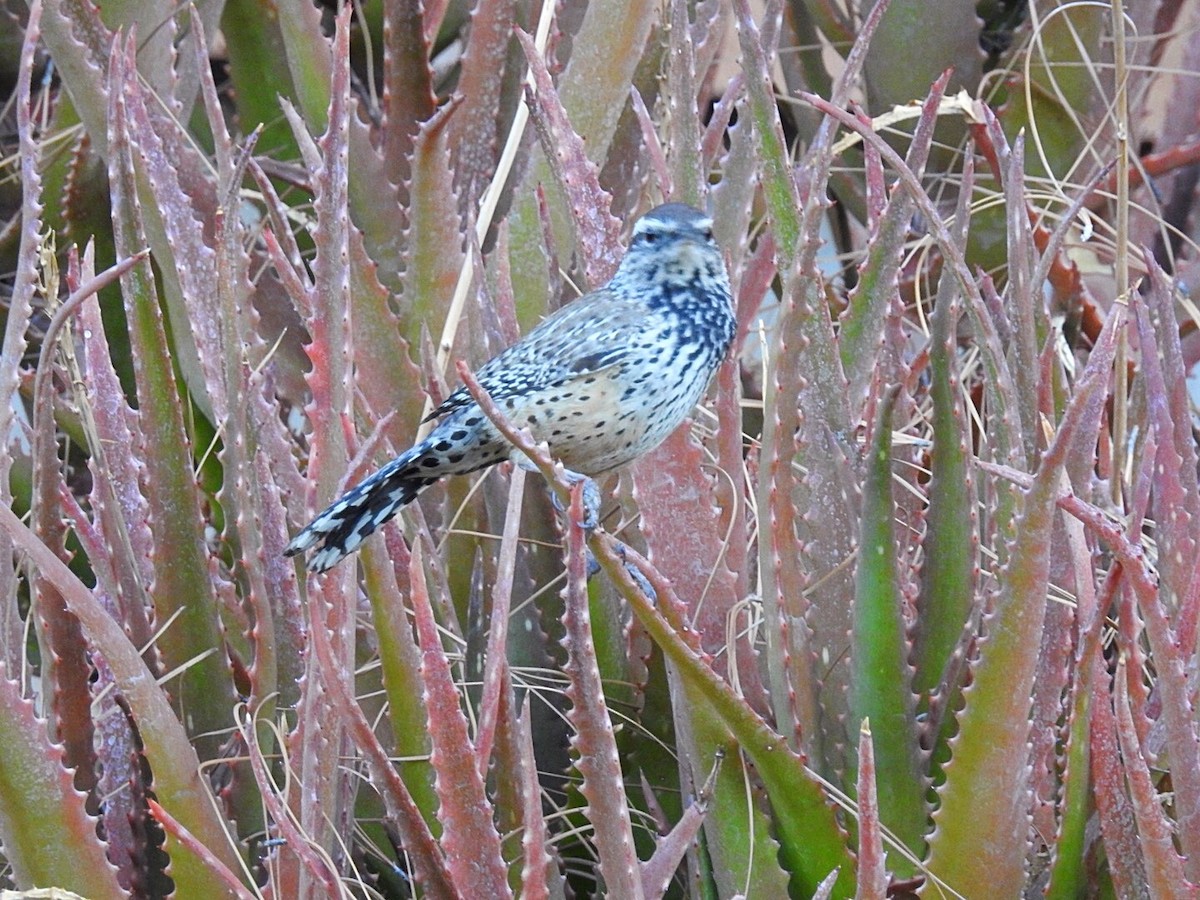 Cactus Wren - ML229280381
