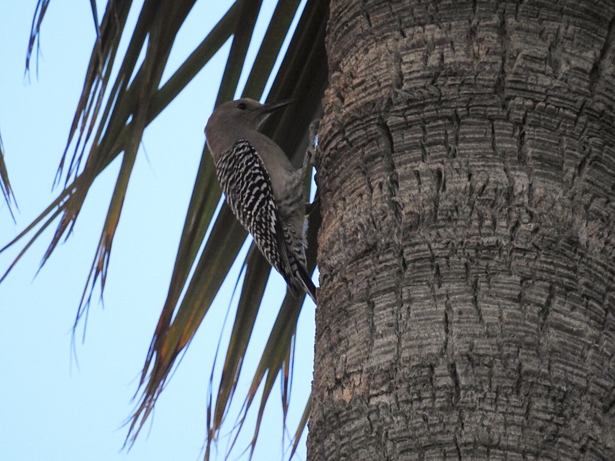 Gila Woodpecker - ML229281171