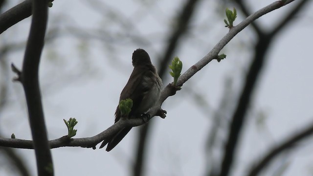 Northern Rough-winged Swallow - ML229283541