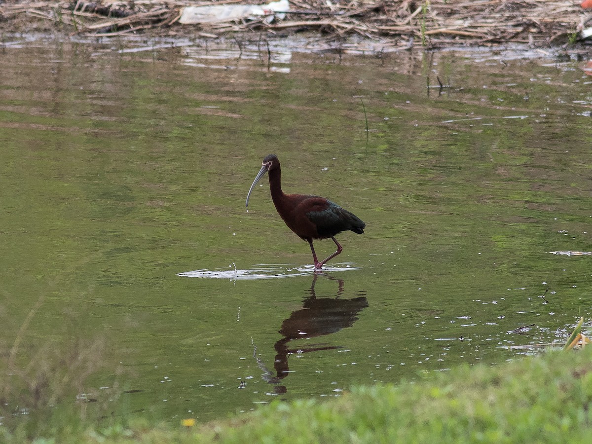 ibis americký - ML229284061