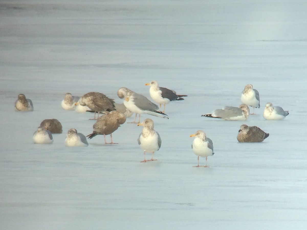 Бэсрэг цахлай - ML229286061