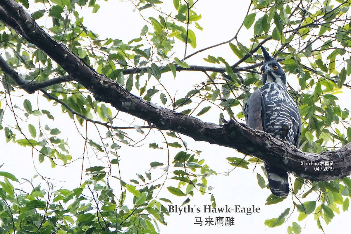 Blyth's Hawk-Eagle - ML229286581
