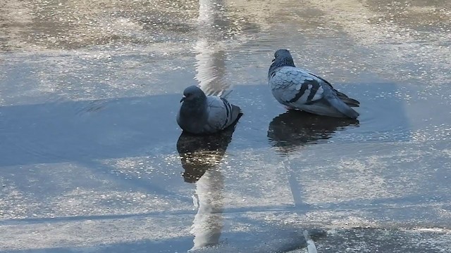 Rock Pigeon (Feral Pigeon) - ML229286901