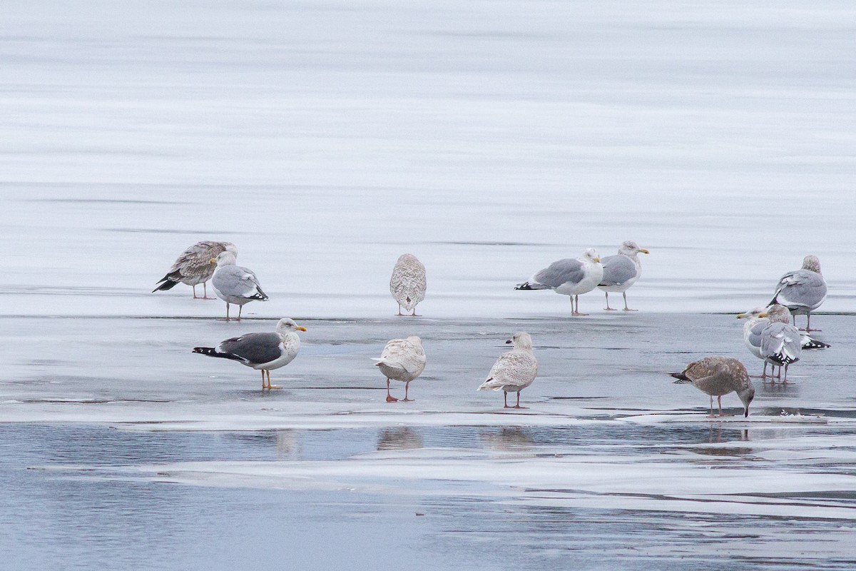 Бэсрэг цахлай - ML229287521