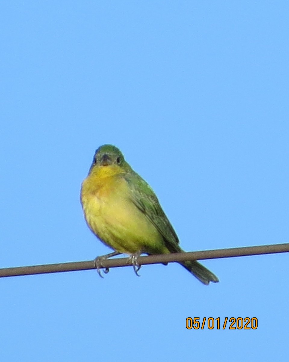 Painted Bunting - ML229288531