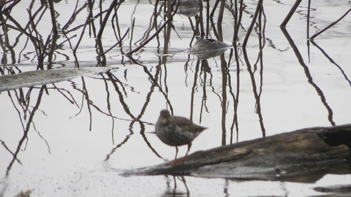 Spotted Sandpiper - ML229290261