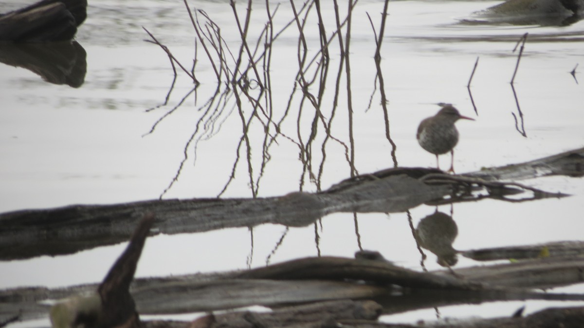 Spotted Sandpiper - ML229290281