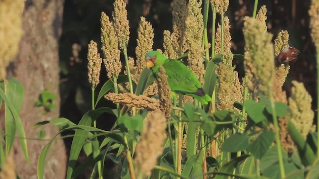 White-fronted Amazon - ML229291751