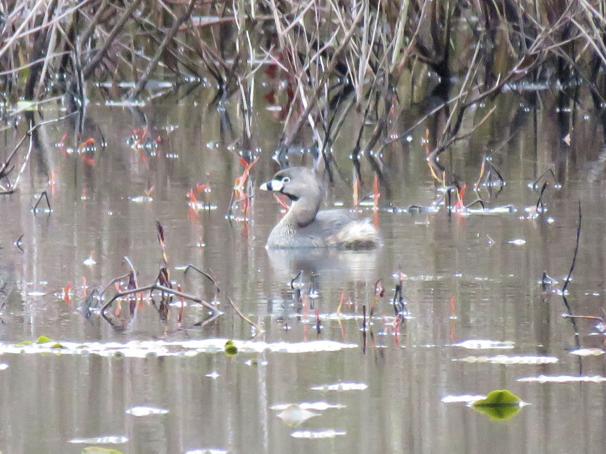 Pied-billed Grebe - ML229294311