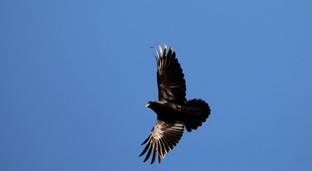 Common Raven - Arthur Wardle