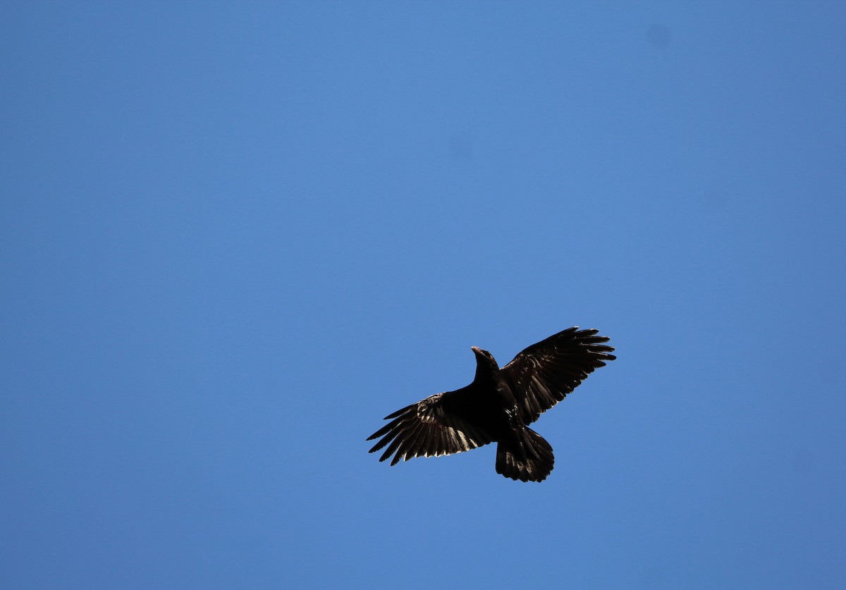 Common Raven - Arthur Wardle