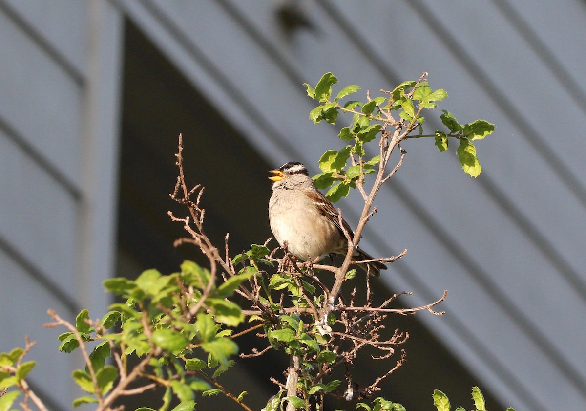 White-crowned Sparrow - Arthur Wardle