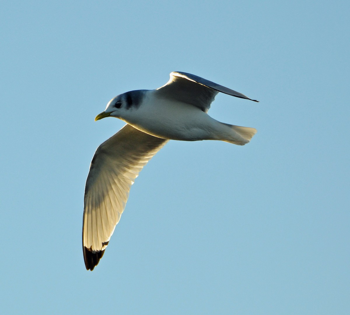 Black-legged Kittiwake - ML22929471