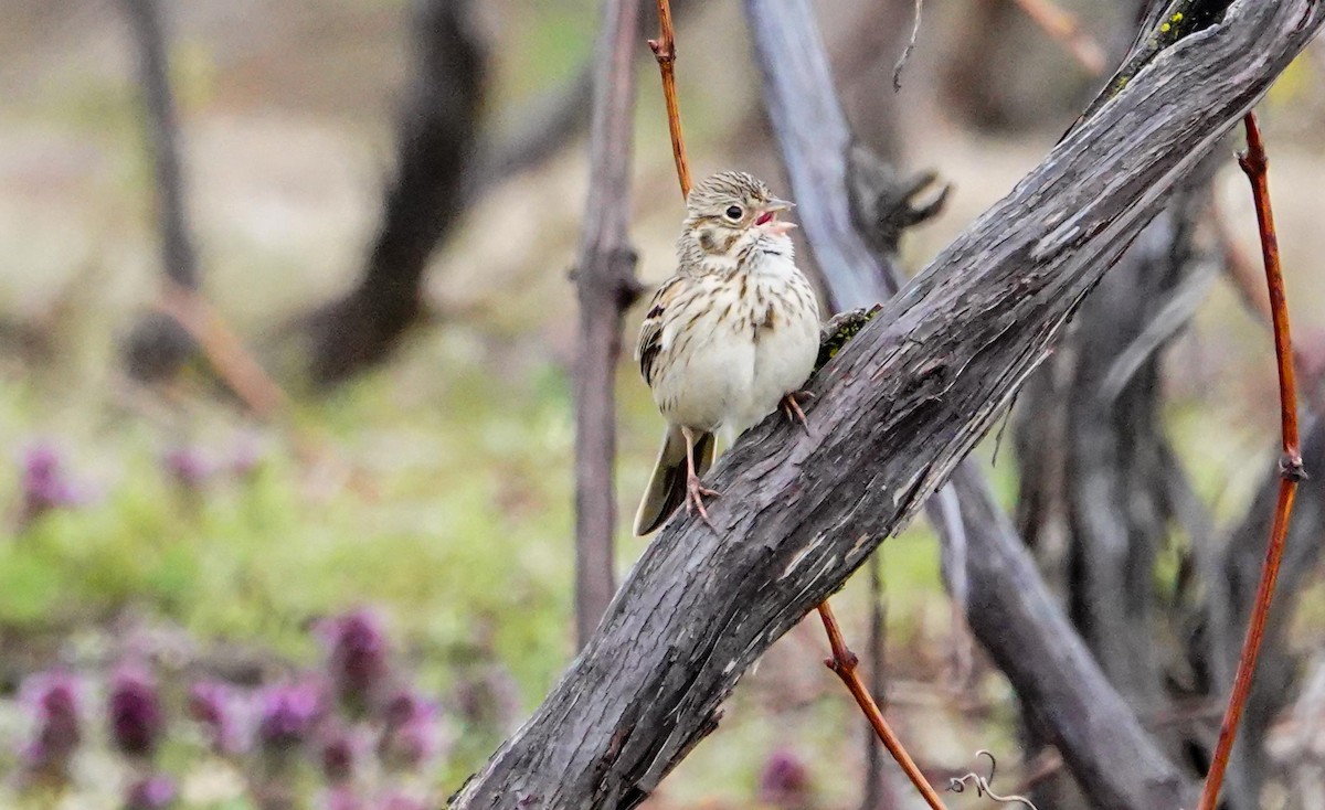 Vesper Sparrow - Gale VerHague
