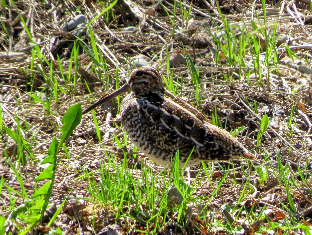 Wilson's Snipe - ML229298851