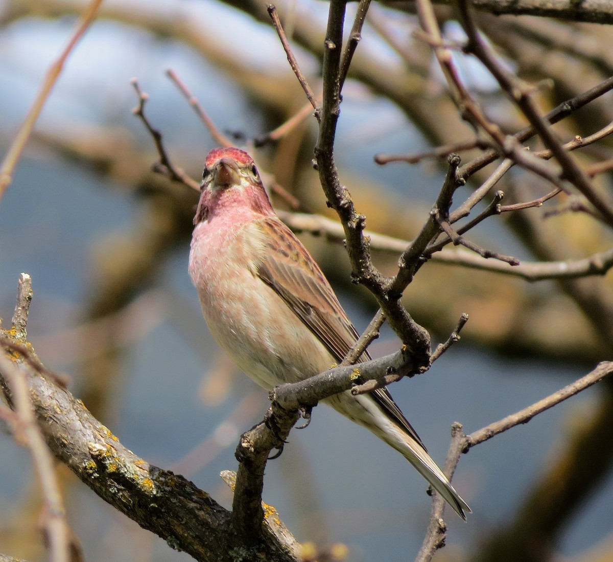 Cassin's Finch - ML229298901
