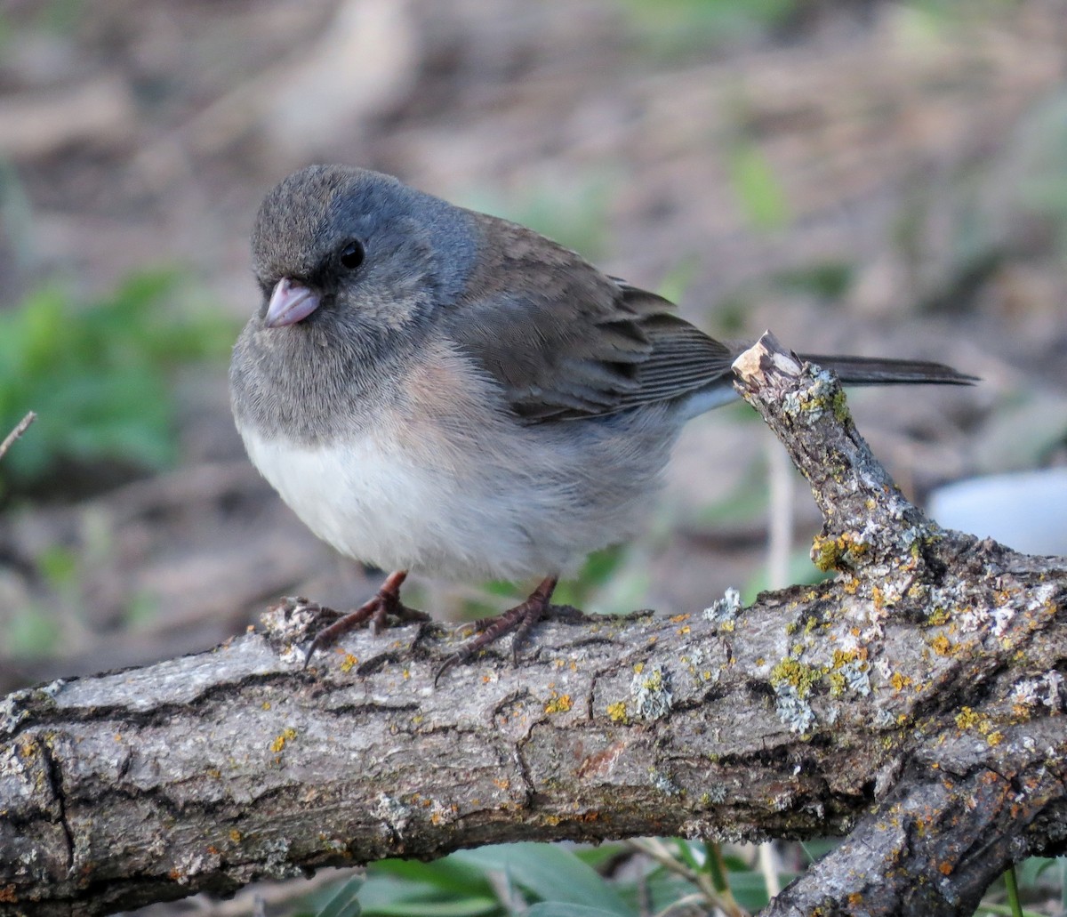 Dark-eyed Junco - ML229299011