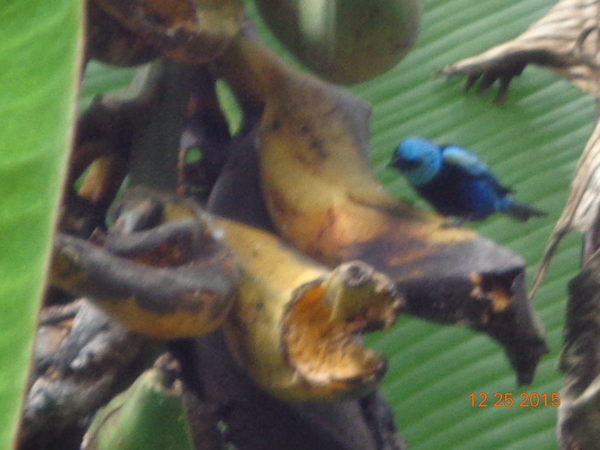 Blue-necked Tanager - ML22929931
