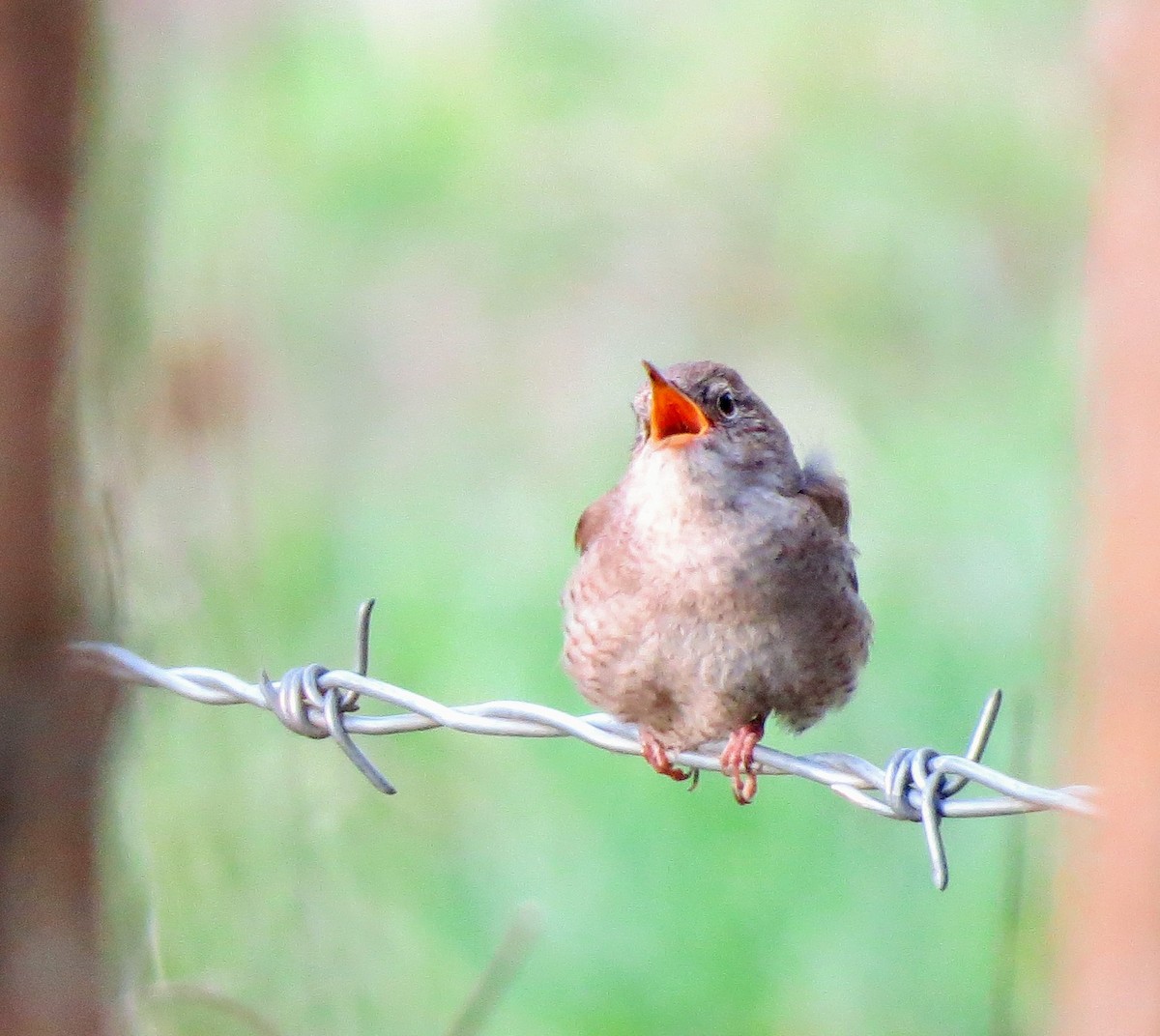 Northern House Wren - ML229300561