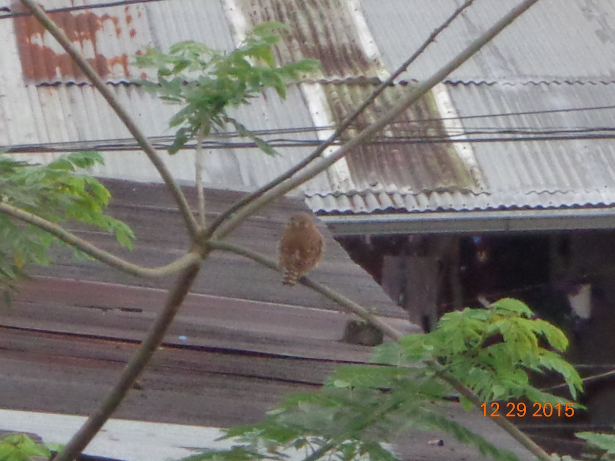 Peruvian Pygmy-Owl - ML22930081