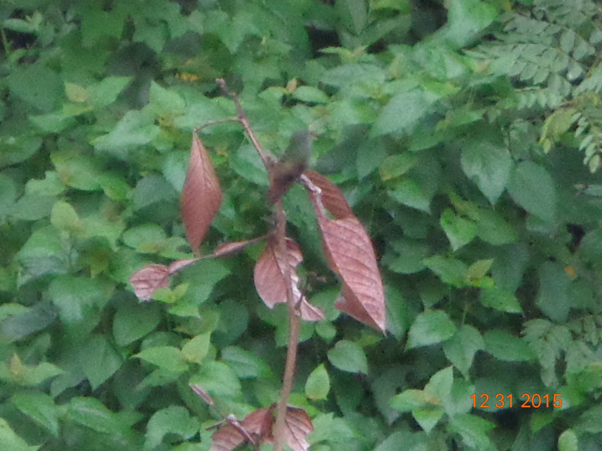 Rufous-tailed Hummingbird - ML22930111