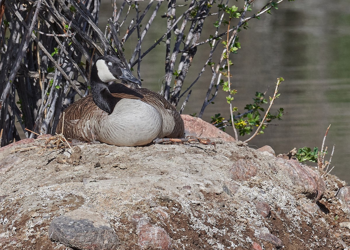 Canada Goose - ML229301261