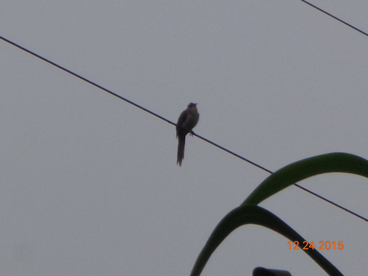 Striped Cuckoo - ML22930151